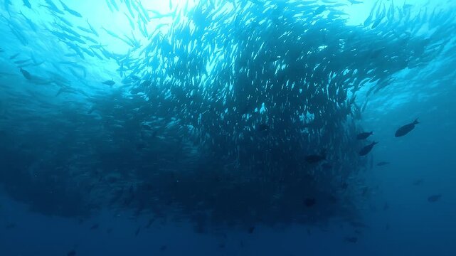 Wide low-angle shot of a large school of jacks swirling beneath the surface in the Sea of Cortez, Baja California, Mexico, creating a powerful collective movement. Check my portfolio for more schoolin