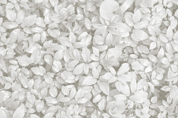 Cloud dancer color leaf texture, nature monochrome background. Color of the year 2026