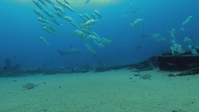 Wide shot of a bull shark &ndash; Carcharhinus leucas &ndash; gliding above the El Vencedor shipwreck at Cabo Pulmo in the Sea of Cortez, Baja California, Mexico. Check my portfolio for more shark footage.
