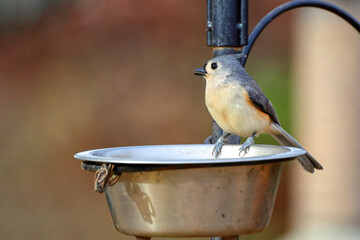 Tufted titmouse perched on a metal watering bowl against a blurry background.  © Mark
