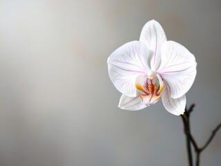 White orchid on a grey background with copy space on a side