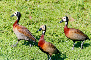 Wildlife photo of three White-Faced Whistling Ducks (Dendrocygna viduata), white-faced, brown-chested ducks, walking on vibrant green grass under intense sunlight.