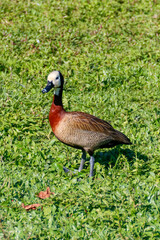 Vertical portrait of a White-Faced Whistling Duck (Dendrocygna viduata), white-faced, reddish-chested duck, standing on dense green grass under intense sunlight.