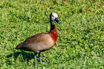 Horizontal portrait of a White-Faced Whistling Duck (Dendrocygna viduata), white-faced, reddish-chested duck, standing on dense green grass under intense sunlight.