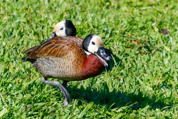 Horizontal close-up of two White-Faced Whistling Ducks (Dendrocygna viduata), one with an open beak, in a dynamic pose on green grass under strong sunlight.