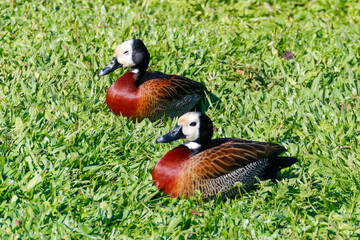 Horizontal close-up of two White-Faced Whistling Ducks (Dendrocygna viduata), white-faced, reddish-chested ducks, resting on dense green grass under the sun.