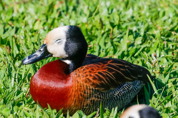 Horizontal close-up of a White-Faced Whistling Duck (Dendrocygna viduata), reddish-chested, white-faced duck, resting with half-closed eyes on intense green grass under the sun.