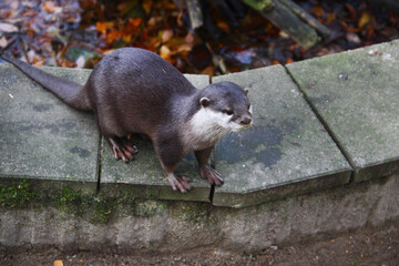 Curious otter exploring a damp stone ledge in its autumn habitat