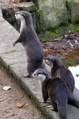 Curious otter exploring a damp stone ledge in its autumn habitat