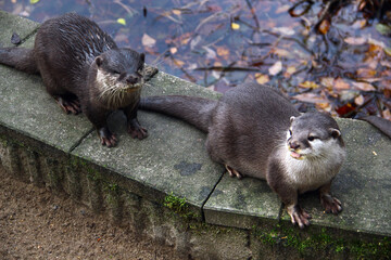 Two alert otters gathered at the water&rsquo;s edge