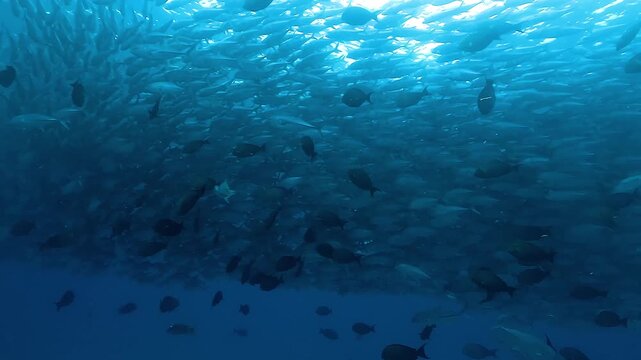 Wide shot of a medium-size school of jacks swimming just beneath the surface in the Sea of Cortez, Baja California, Mexico, moving in smooth coordinated motion. Check my portfolio for more schooling 