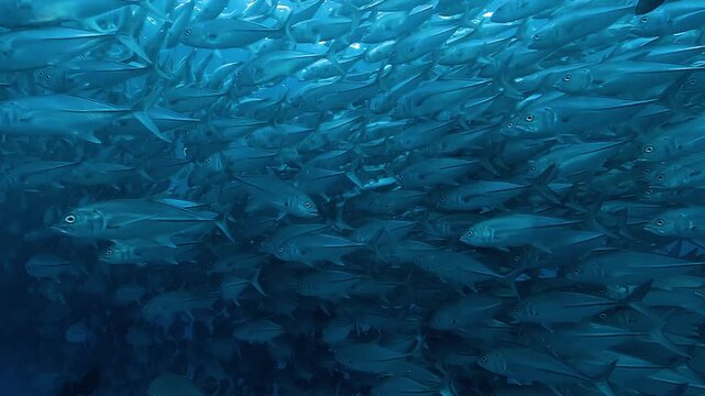 Wide shot of a medium-size school of jacks swimming just beneath the surface in the Sea of Cortez, Baja California, Mexico, moving in smooth coordinated motion.