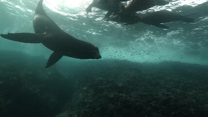 A California sea lion leaves a resting group at the surface and glides in front of the camera in the Sea of Cortez, Baja California, Mexico, showing smooth and social marine behavior.