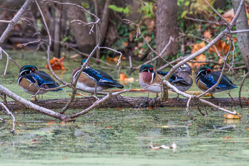 Small flock of wood ducks perched on a fallen tree in a pond with algae on its surface.
