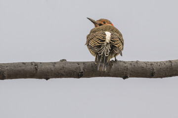 Northern flicker looks over its shoulder as it perches on a branch.