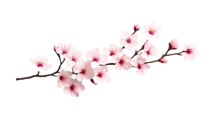 Cherry Blossom Branch on Transparent Background