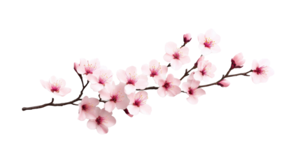 Cherry Blossom Branch on Transparent Background