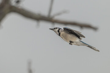 Blue jay in flight past bare trees.