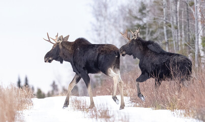 Moose, NB, Canada