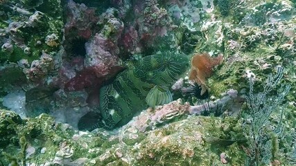 A giant hawkfish – Cirrhitus-rivulatus – hides inside a reef hole, then suddenly escapes. Endemic to the eastern Pacific, filmed in the Sea of Cortez, Baja California, Mexico.