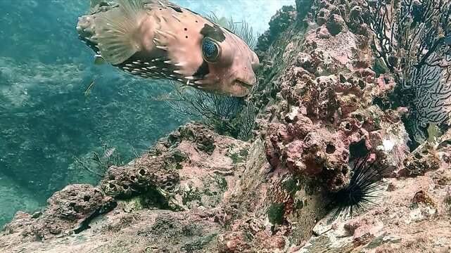 Close-up on the belly and venomous spines of a porcupinefish &ndash; Diodon-hystrix &ndash; swimming near rocky reef in the Sea of Cortez, Baja California, Mexico.