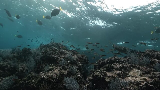 Wide shot over a reef in the Sea of Cortez as a porcupine fish Diodon-hystrix passes with small escort fish above the coral. Check my portfolio for more reef footage.