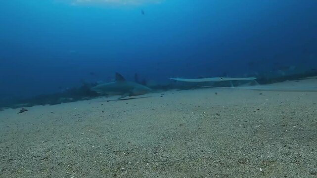 A bull shark &ndash; Carcharhinus leucas &ndash; glides past the camera while a slender pipefish crosses the foreground above the El Vencedor wreck at Cabo Pulmo in the Sea of Cortez, Baja California, Mexico. 