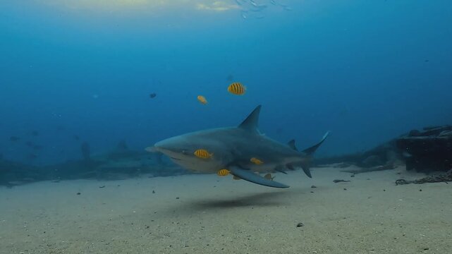 A bull shark &ndash; Carcharhinus leucas &ndash; escorted by small yellow fish moves toward the camera over sand, then makes a quick avoidance move from cleaning fish near the wreck of El Vencedor at Cabo Pulmo i