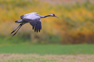 grauer kranich grus grey crane