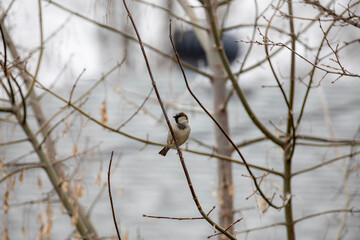 A house sparrow (passer domesticus) perched in a tree in winter.