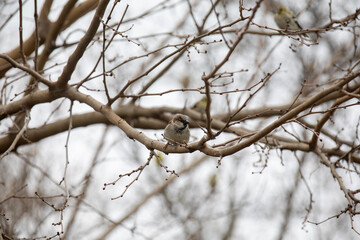 A house sparrow (passer domesticus) perched in a tree in winter.