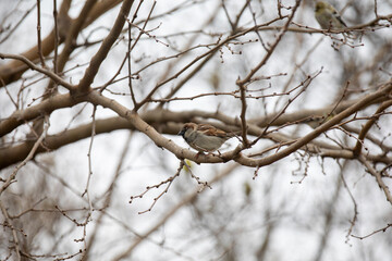 A house sparrow (passer domesticus) perched in a tree in winter.