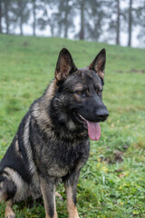 Portrait d'un chien berger Allemand dans la nature