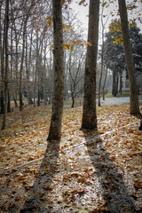 Tall, old trees, most of which are old plane trees, are in the area