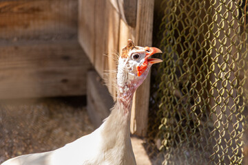 Colorful bird standing near wooden enclosure while making a vibrant call in daytime