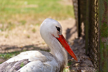 Stork resting peacefully near fence on a sunny day in green park setting