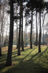Tall, old trees, most of which are old plane trees, are in the area