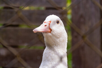 White goose stands in a pen with a wooden backdrop during the day