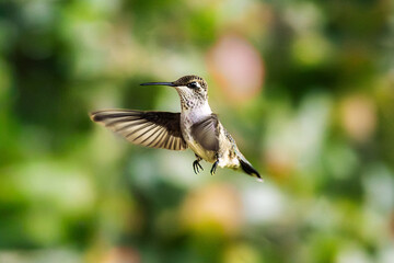 hummingbird in flight