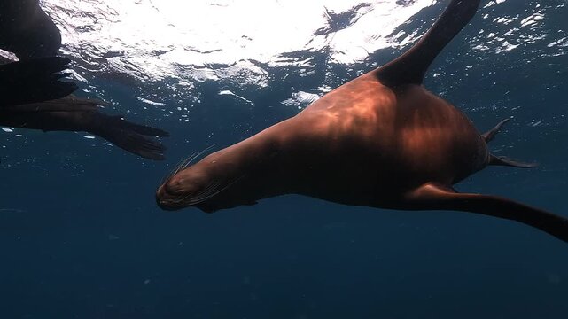 Two California Sea Lions Touching Snouts and Blowing Bubbles