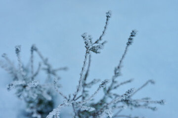 Nordic Frosted Heather