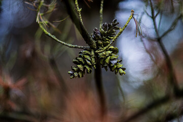 Green Pine Cones on Tree Branch at Sunset – Warm Natural Forest Background