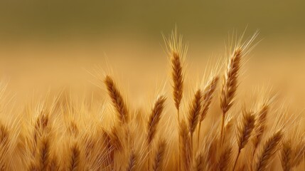 Naklejka premium Golden Wheat Field at Sunrise with Soft Light and Gentle Breeze Ideal for Agriculture, Nature, Environment and Rural Lifestyle Themes