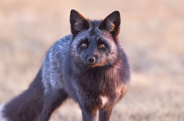 Fototapeta premium Silver fox