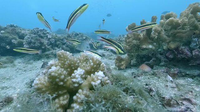 A Cortez angelfish &ndash; Pomacanthus zonipectus &ndash; swims calmly near corals while small reef fish pass around it on a shallow reef in the Sea of Cortez, Baja California, Mexico.