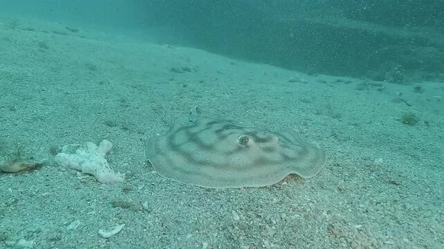 Several side views of the same stingray resting motionless on sand, close-up on its eye before it smoothly swims away in the Sea of Cortez, Baja California, Mexico.