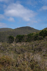 Australian bush along the Great Ocean Road