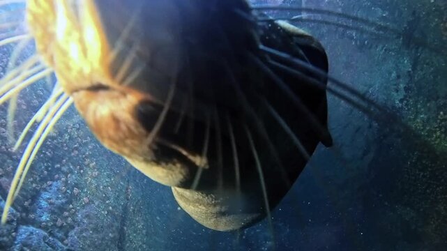 California Sea Lion Biting Camera from Below