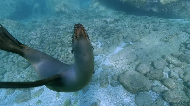 A young California sea lion dances in slow motion in front of the camera at Los Islotes near La Paz in the Sea of Cortez, Baja California, Mexico, showing playful, curious, and agile marine behavior.