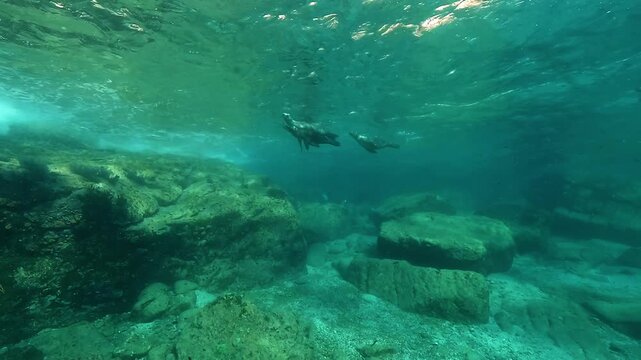 Wide shot of four California sea lions &ndash; Zalophus californianus &ndash; swimming together just under the surface at Los Islotes in the Sea of Cortez, Baja California, Mexico, showing fast and coordinated gr